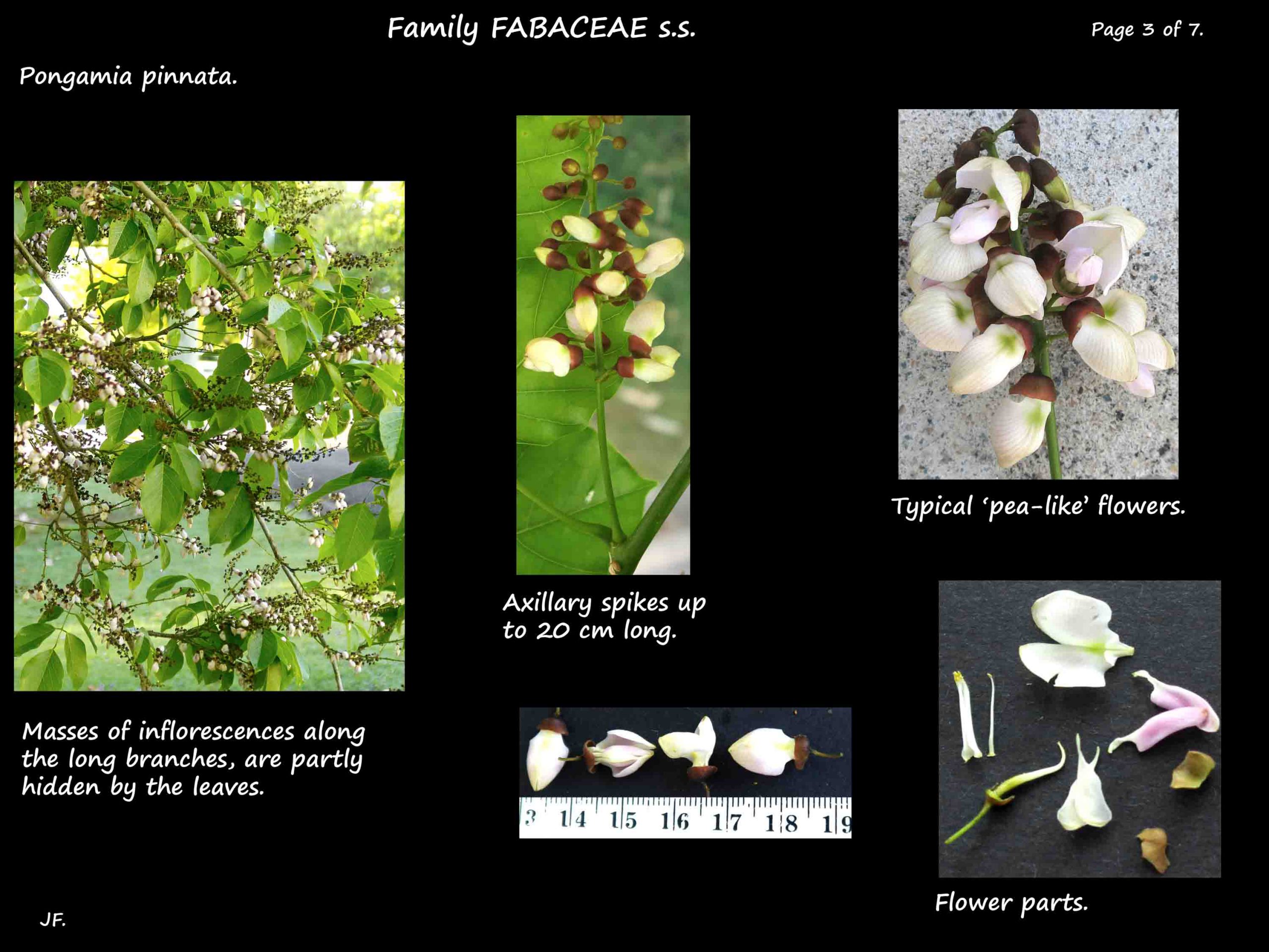 3 Pongamia inflorescences